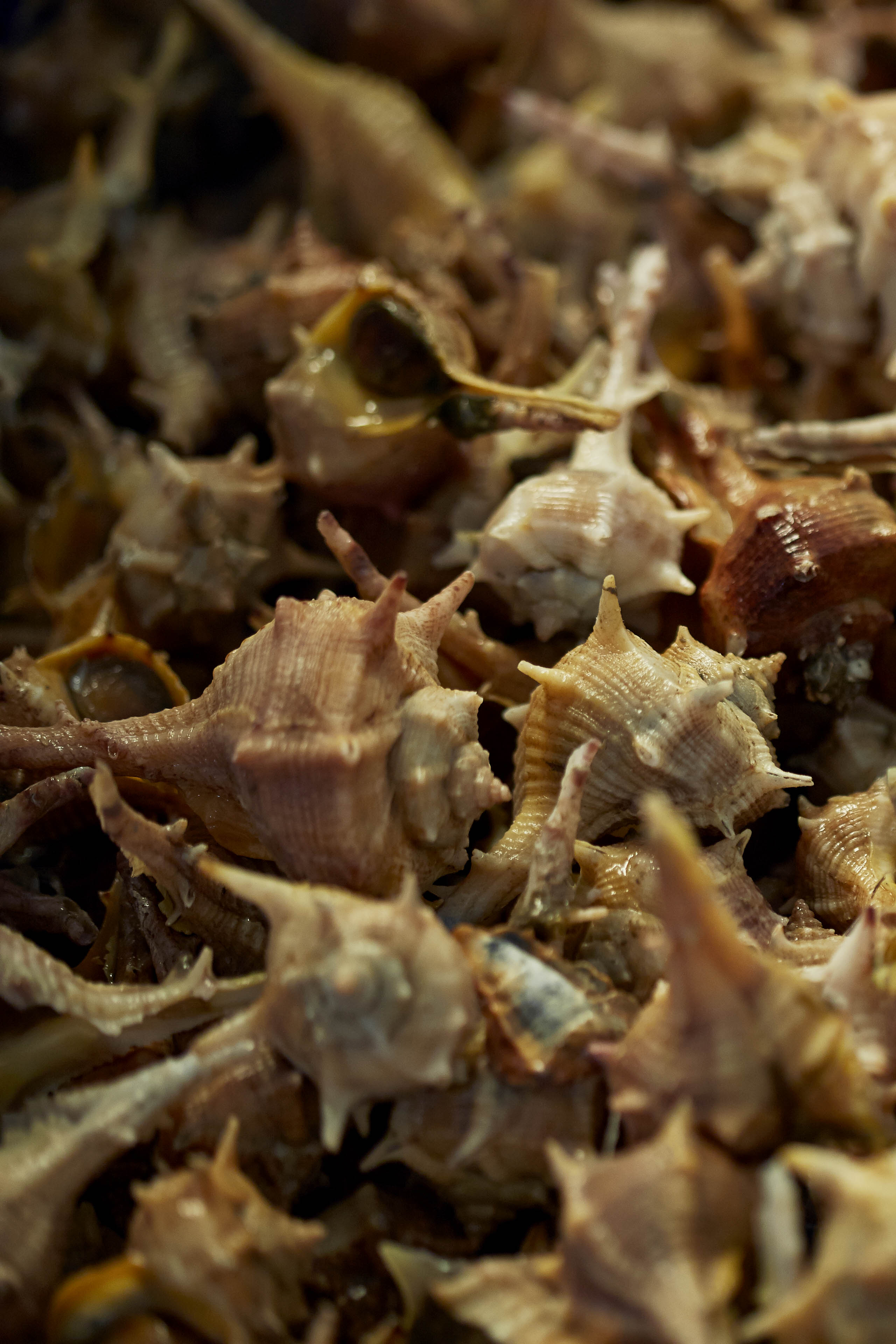 Acanthum tarjeta31