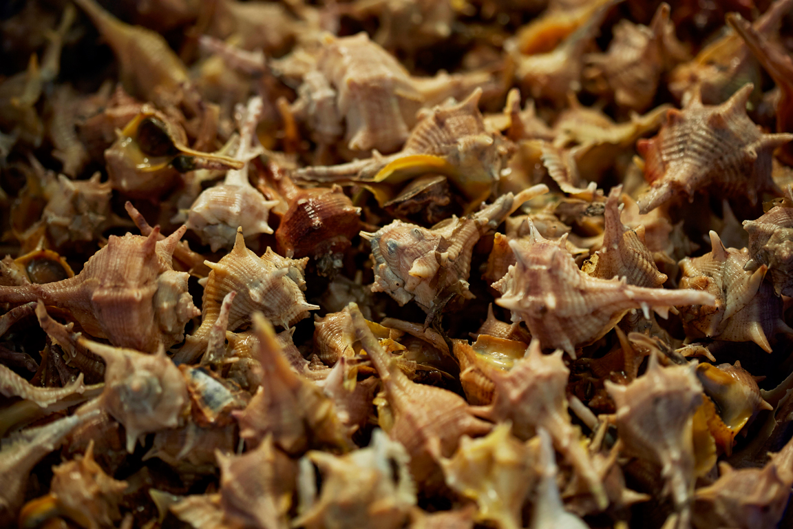 Acanthum24